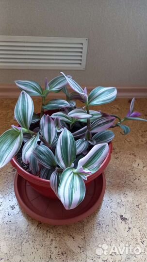 Традесканции разных видов