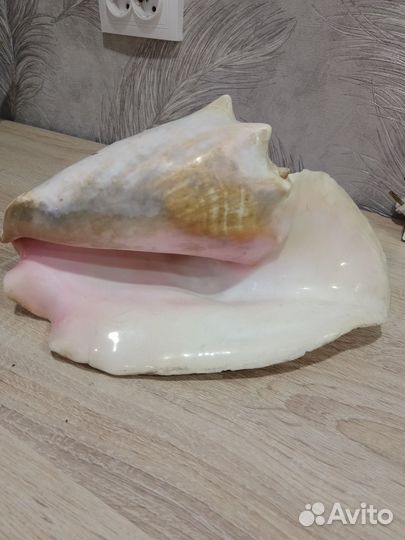 Ракушка большая