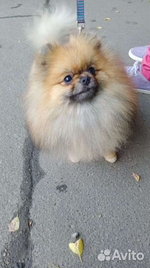 Померанский шпиц медвежьего типа