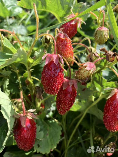 Земклуника Купчиха