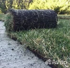 Продажа Рулонного газона