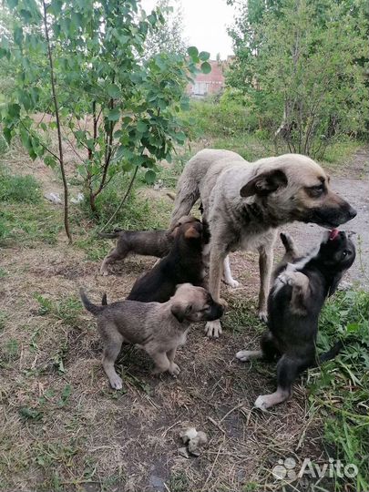 Щенки в добрые руки