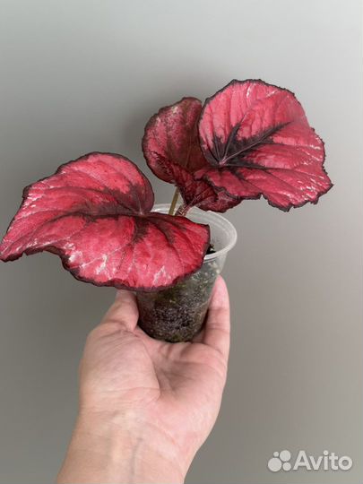 Цветы комнатные растения домашние