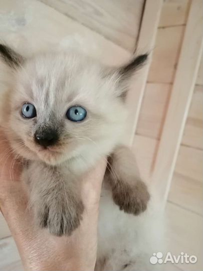 Невская маскарадная