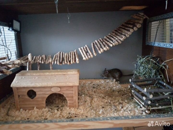 Белки дегу с витриной