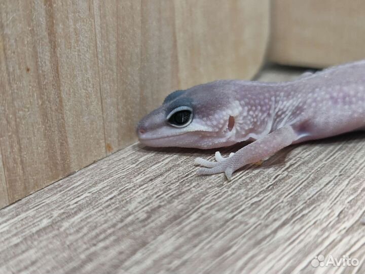 Малыш эублефар