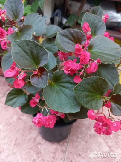 Бегония вечноцветущая махровая