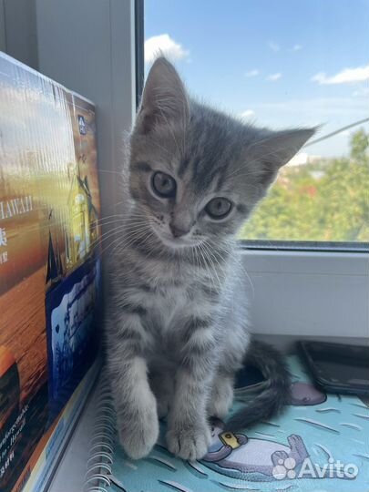 Шотландские котята
