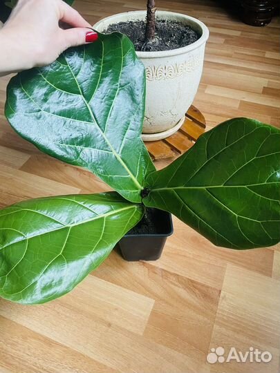 Фикус лирата