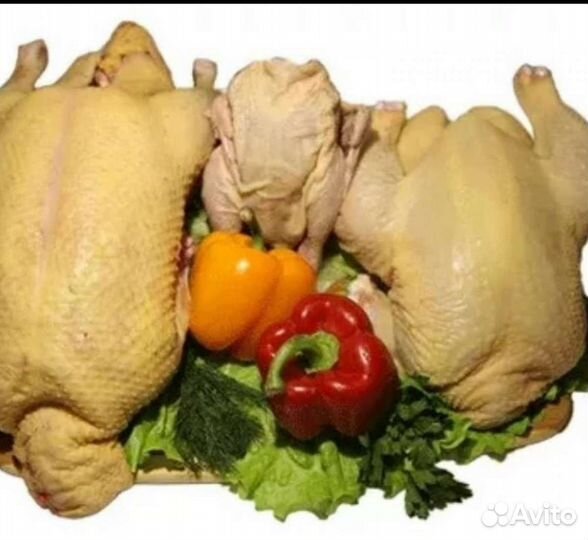 Домашняя птица