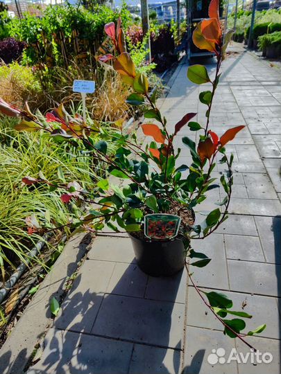 Вечнозеленые. Фотиния. Лавровишня.Пиерис. Нандина