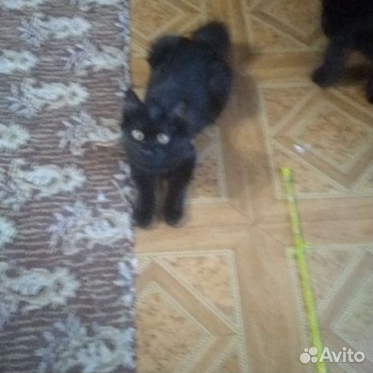Кошка курильский бобтейл