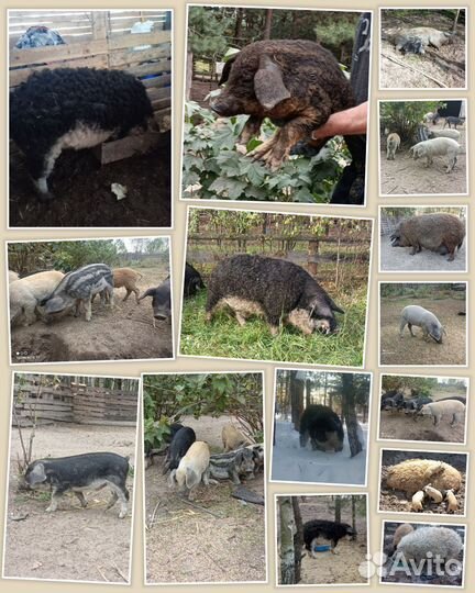 Поросята венгерской мангалицы