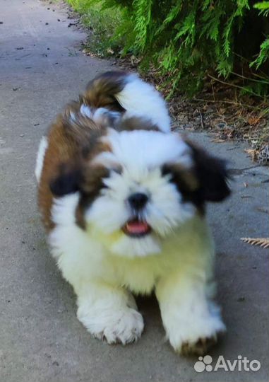 Щенок Ши-тцу девочка
