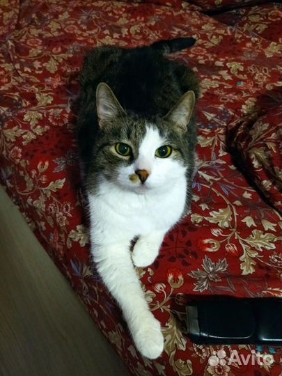 Котик пушок