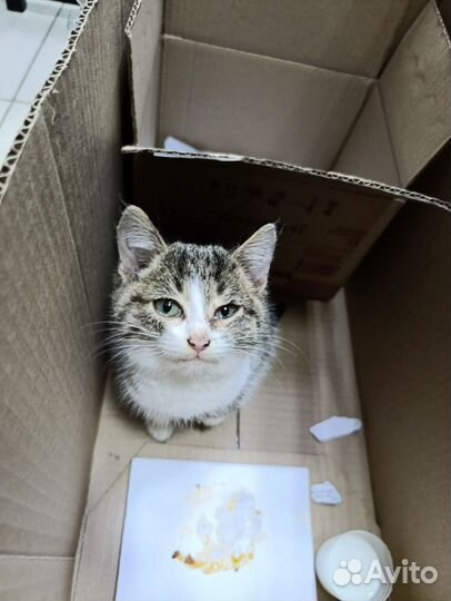 Котенок девочка