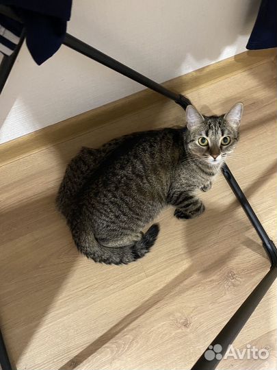 Котенок