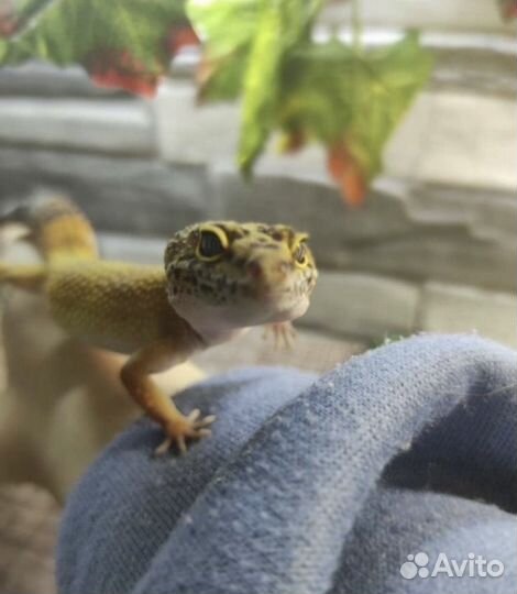 Эублефары с террариумами, кормом и тд