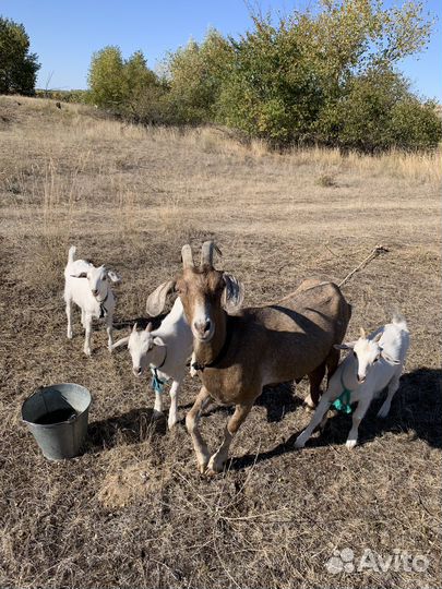 Коза дойная