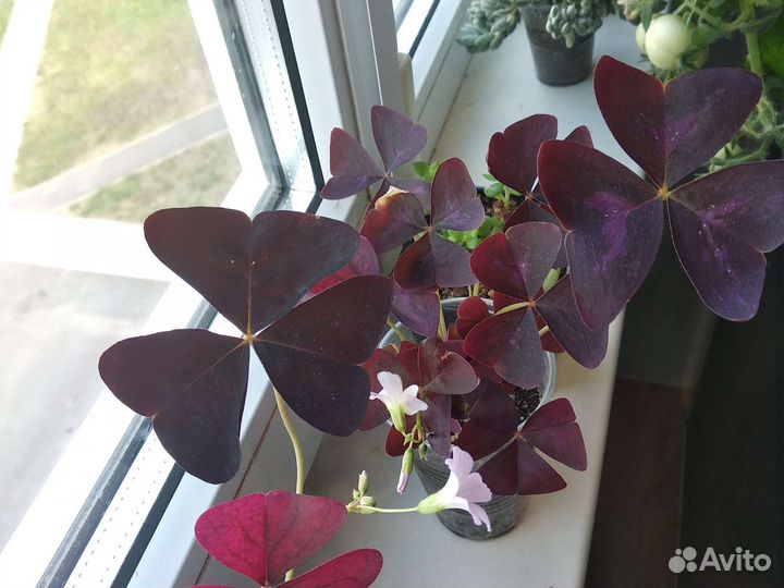 Кислица оксалис