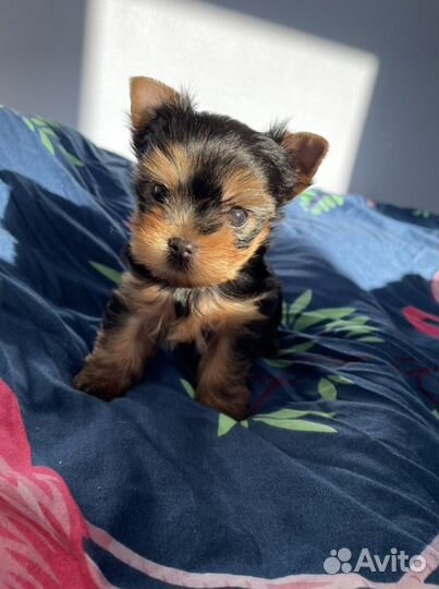 Йоркширский терьер