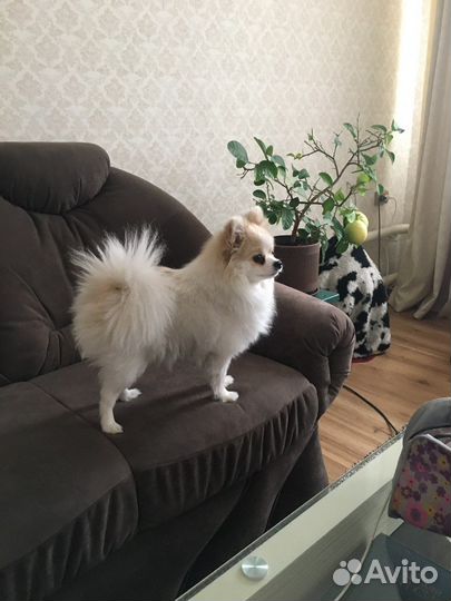 Померанский шпиц