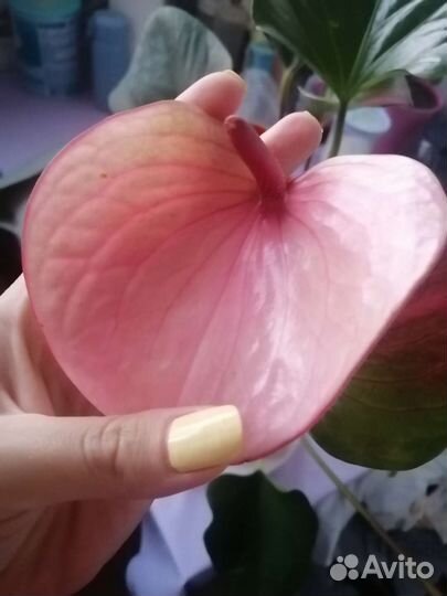 Антуриум summer love