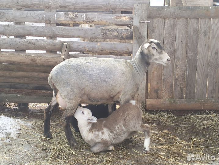 Овцы бараны ягнята