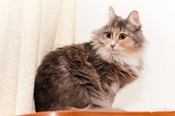 Кошечка 2 года