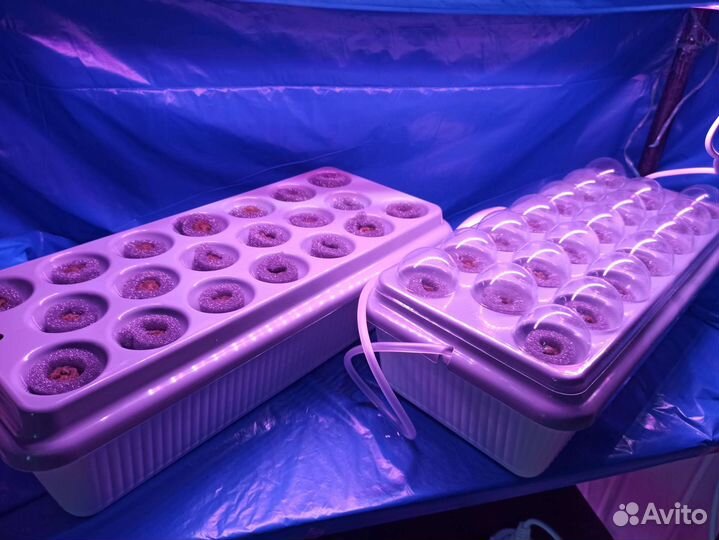 Домашний огород