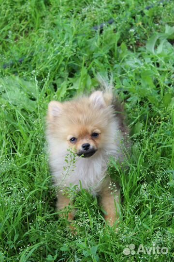 Померанские щпицы