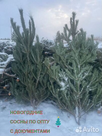 Свежая рождественская сосна на любой вкус