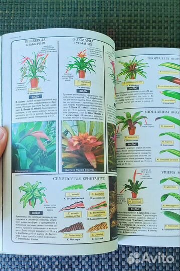 Книга комнатные растения
