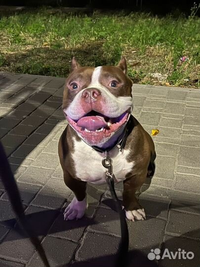 Американский булли Dexter готов к вязке линия DAX