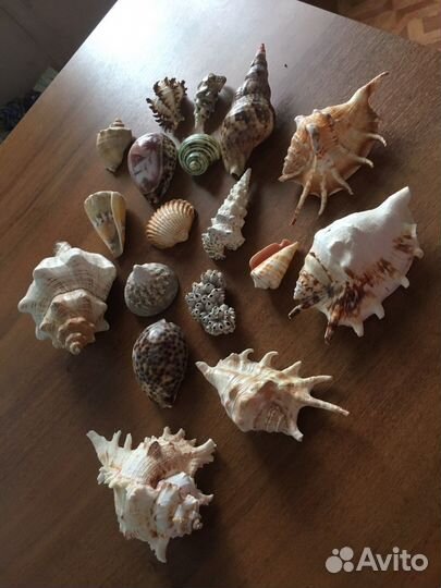 Карала с моря и ракушки