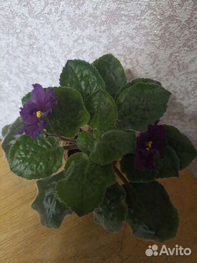 Цветущая сортовая фиалка