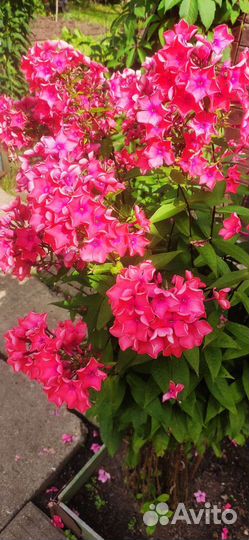 Флоксы многолетние