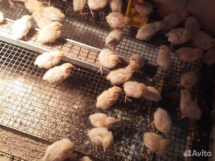 Перепелки суточные