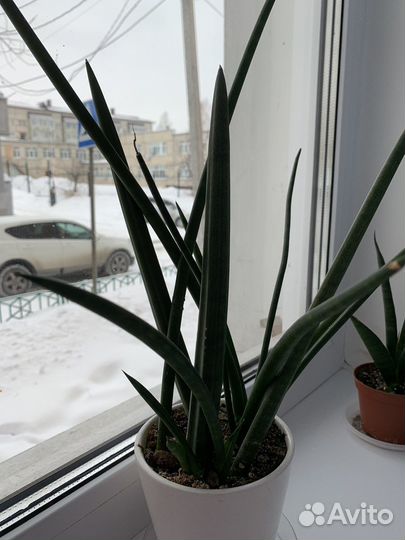 Сансевьерия цилиндрика