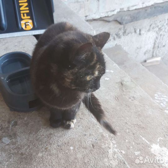 Отдам в добрые руки