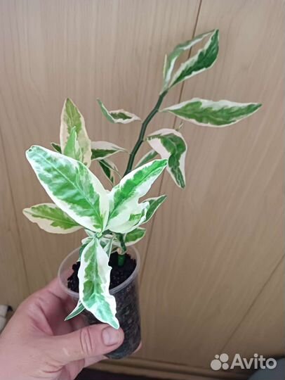 Педилантус