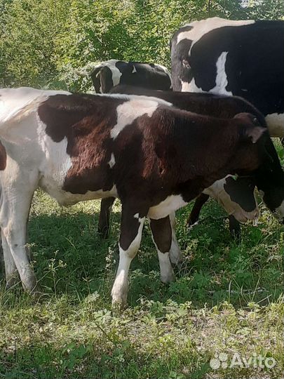 Телята бычки