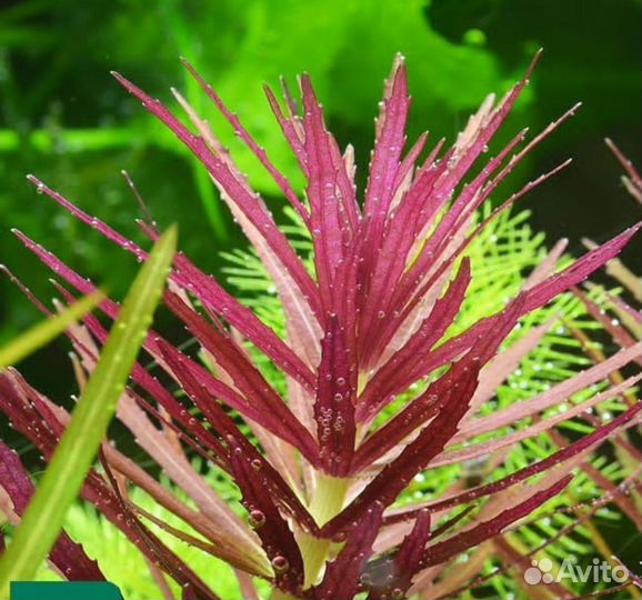 Растения для аквариума и пруда