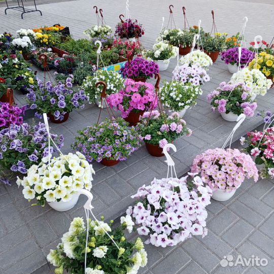 Цветы в кашпо, комнатные, цветочная рассада