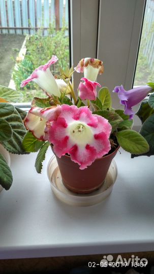 Глоксинии молодые