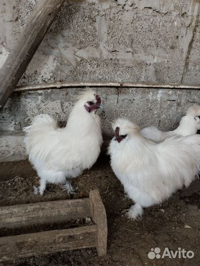 Петух китайский шёлковый