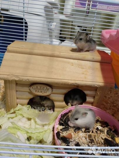 Джунгарский хомяк