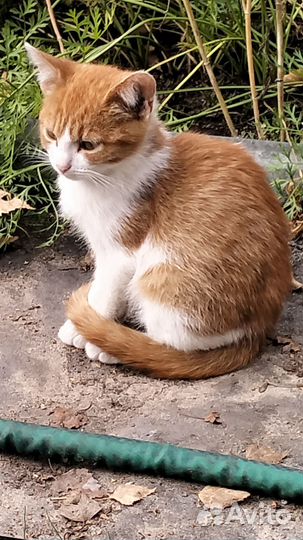 Котята в хорошие руки Владимирская область