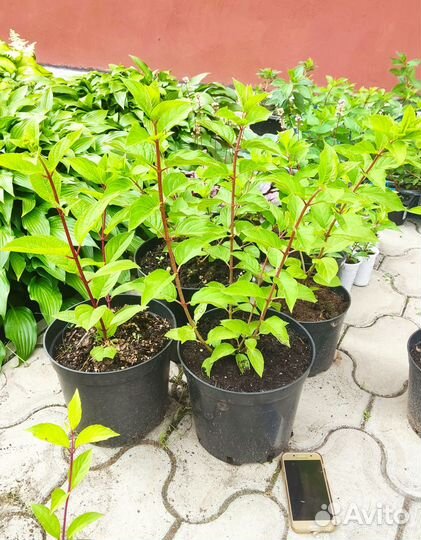 Гортензия метельчатая