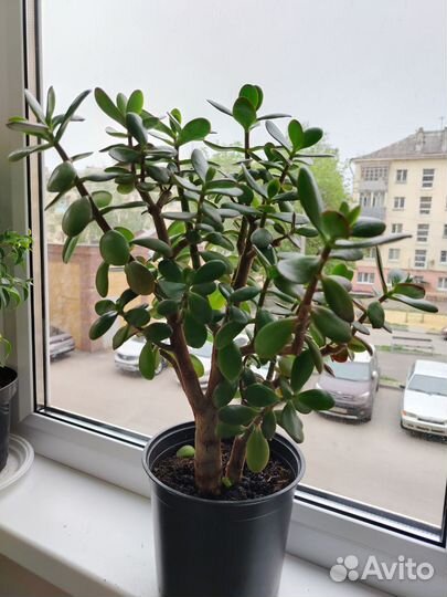 Крассула толстянка